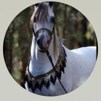 نوفاا (@ab5aia) Twitter profile photo