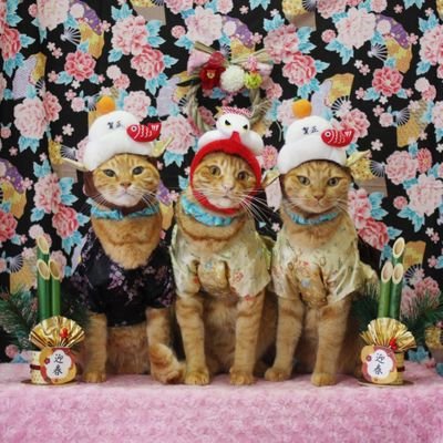 cyatora126's profile picture. 茶トラ大好き
パンクロック大好き
旧車も好き