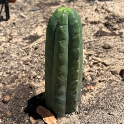 cagrex31's profile picture. 