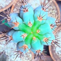John The Cactust (@johnthecactust) 's Twitter Profile
