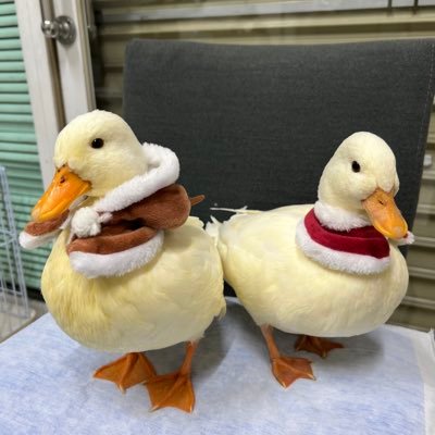 rie_ichinojawa's profile picture. 8歳男の子と5歳の女の子のママです😊今は専業主婦ですがナースしてました🏥上の子を産んでから働いてないです👩‍⚕️生き物を色々飼っています🥰ｺｰﾙﾀﾞｯｸのゆずぽん♀、もっちー♂、ﾌﾟﾘﾝ♀、ﾚﾓﾝ♂、ﾐﾙｸ♀、ｾﾞﾘｰ♀、ｵｶﾒｲﾝｺのぴーちゃん、他などなど。ぴよきんぐさん🐤👑推しです。