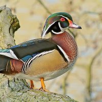 GamesPeoplePlay (@gameswritlarge) 's Twitter Profile Photo