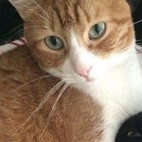 π (@hcdjccjdch) 's Twitter Profile