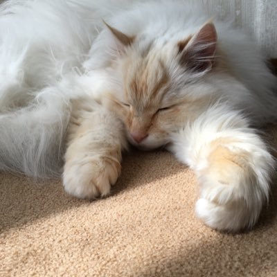 mokaryo_03's profile picture. もか(りょう)です、イベントに参加した結果、自分の子が欲しくなったケモナー(ドララー)初心者です。低浮上ですがよろしくお願いします。無言フォローｼﾂﾚｲｼﾏｽ