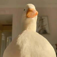 Kallen (@shenghanjun8) 's Twitter Profile