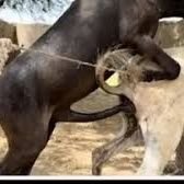 جريح (@fgihfgu16058) Twitter profile photo