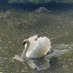 ₊˚ପ⊹ swan of edtwt (@swaneliya) Twitter profile photo ₊˚ପ⊹ swan of edtwt (@swaneliya) Twitter profile photo