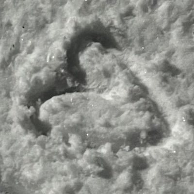 chmcob's profile picture. 