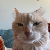 Maui Waui (@mistermauii) 's Twitter Profile