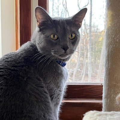 #AnimalRescue. #Cats. Fosters Needed DE/NJ/PA
#Donate @ https://t.co/bx9HuA5H9X
Chewy Wishlist: https://t.co/HPvGL7TGsL