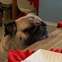 lalagailpug (@lalagailpug) 's Twitter Profile Photo lalagailpug (@lalagailpug) 's Twitter Profile Photo