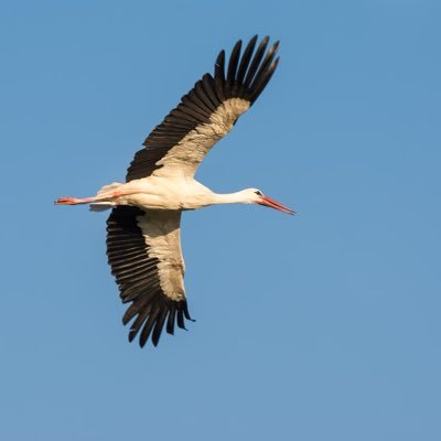 Nieuwsjunknl's profile picture. Dutch - News - Weather