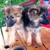 Alex home of hopes for the voiceless animals care (@alexnkwamedogs) Twitter profile photo Alex home of hopes for the voiceless animals care (@alexnkwamedogs) Twitter profile photo
