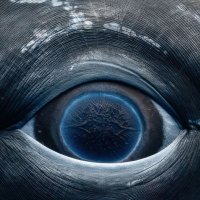 O (@soothsayer1i) 's Twitter Profile