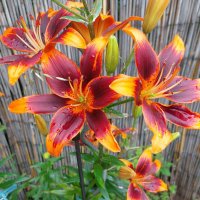 Freedom (@hexenpower1) Twitter profile photo