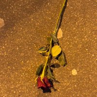 la rose (@delepinenadege) 's Twitter Profile Photo la rose (@delepinenadege) 's Twitter Profile Photo