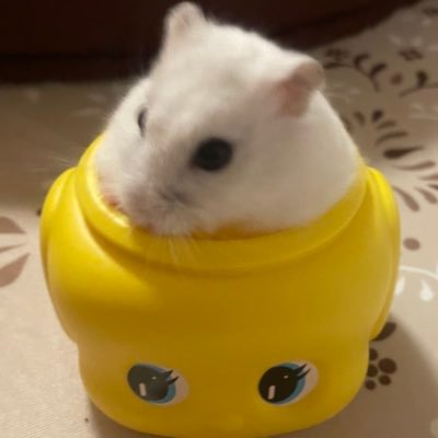 A_GLAYER's profile picture. GLAY大好き(1997〜)💟娘と一緒に推しTaniyuuki♨️(2024〜)小動物LOVE💕特にハムスター。🏠ロボロフ三姉妹🌈🐹🐹🐹 ジャンガリアン女の子🐹 💟ハンギョドン・ポッペンポップ・カビゴン・トムジェリ・チップ＆デール💟無言フォロー失礼します＆気軽にフォローして下さい٩( ᐛ )و