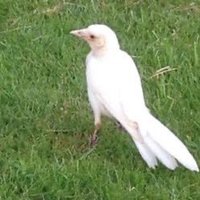 Ze manfred🇮🇱 (@on_ze_bar) 's Twitter Profile