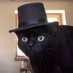 Loki (@lokithekittykat) Twitter profile photo Loki (@lokithekittykat) Twitter profile photo