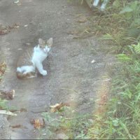 nk (@nakatan_10re6) 's Twitter Profile Photo