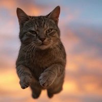 flying fluffy cat (@flyingfluffycat) 's Twitter Profile