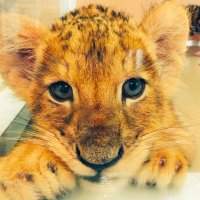 muu (@momo79916850) 's Twitter Profile