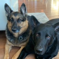 Charlene 🫐 🏌️‍♀️ 👟 🐕 🇨🇦 (@baygal9) 's Twitter Profile Photo