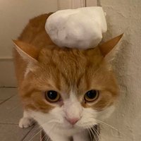 bill (@dolanantilki) 's Twitter Profile