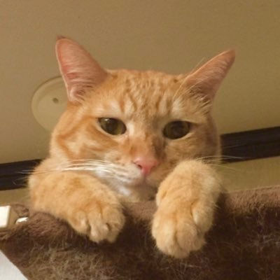 onewteukguk's profile picture. SUPER JUNIORトゥギ💙 シソンヌ🩷ランジャタイ❤愛玩動物看護師🐈🐕お笑い大好き💖おもしろ雑貨好き💕遠征好き💓無言いいね＆フォロー失礼します🙇‍♀️富山と青森旅したい*⋆✈ Mrs. GREEN APPLE🍏