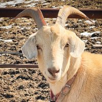 Clayton Harris (@cowwhisperer45) 's Twitter Profile