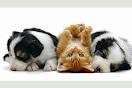 Savoirsurlechat's profile picture. Soyons félins soyons #chat 
Bons plans pour les miaous ^^