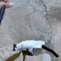 katzzerr (@katzzerrr) 's Twitter Profile