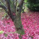Adrian Ward - @NewburyGardener - Twitter