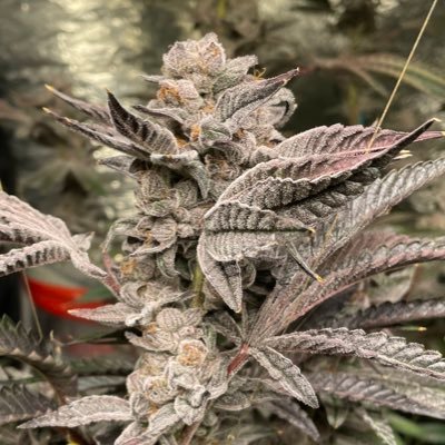 Weedrop_uk's profile picture. Passionate about Cannabis/ education/ an community. just sharing knowledge experiences tips and wins while Respecting guidelines for positive content ❤️❤️❤️