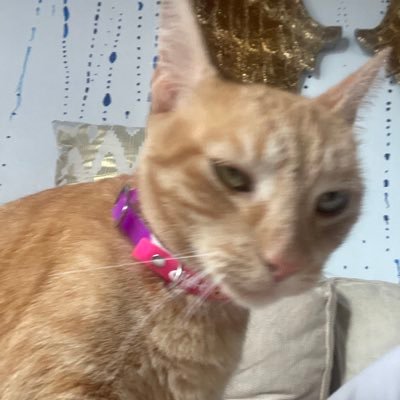 ShyKoiboy's profile picture. 