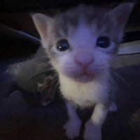 KITTY of Shtwt-Edtwt(recovery) (@killmeshedtwt) 's Twitter Profile