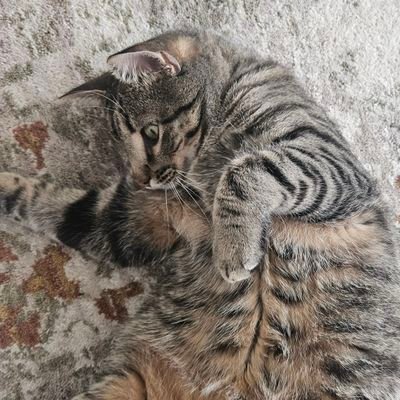 transcomm's profile picture. She/Her