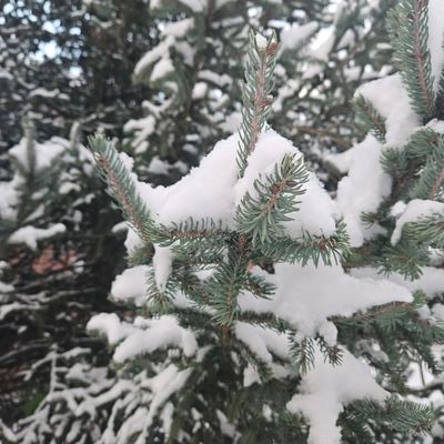 AlaaCatcutah's profile picture. 