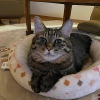 44タカ (@44taka_neko) 's Twitter Profile