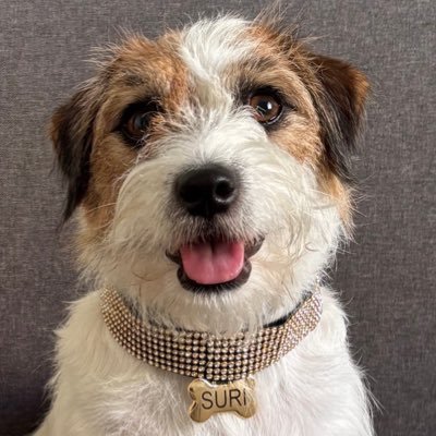 Suri. Atriz. Doguinha. Fido Awards 2025. Cachorrinho Pimpão em Ainda Estou Aqui.