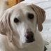 Miss Mollie (@teekat1) Twitter profile photo Miss Mollie (@teekat1) Twitter profile photo