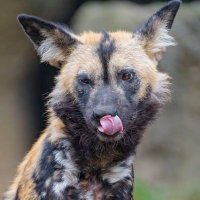 Ash! (@ashthebash0) 's Twitter Profile