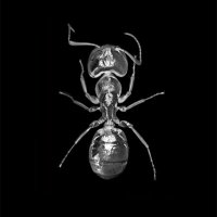 bug of edtwt (@b0n3ybugz) 's Twitter Profile