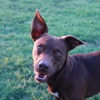 Jetts “The Gospel Dog” Pierson (@thegospeldog) 's Twitter Profile