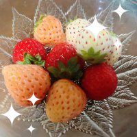 くこ (@dcc_iid) 's Twitter Profile