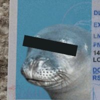 sneet davidson🦭🚀🔩 (@milspecshitpost) 's Twitter Profile Photo sneet davidson🦭🚀🔩 (@milspecshitpost) 's Twitter Profile Photo