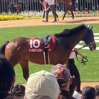 ただの競馬好き (@syafriyalex) 's Twitter Profile