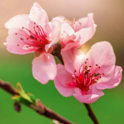 Laura892019's profile picture. #SomniaNetwork