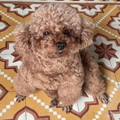 zim_huy's profile picture. 