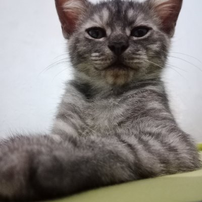 JenniferSa57879's profile picture. Sukanya Kpop, Kucing, Film ama Gadget. Kalau suka film, bisa mampir di akun Medium ku ya!